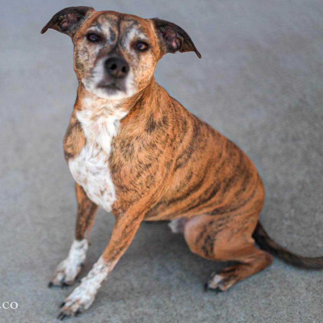 Enlarge Rusty, a ADOPTABLE Mixed Breed in Stafford, VA image 2/4