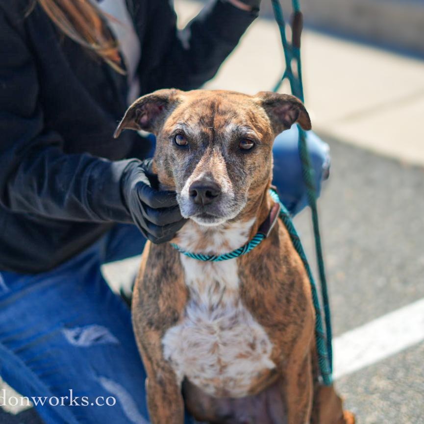 Enlarge Rusty, a ADOPTABLE Mixed Breed in Stafford, VA image 3/4