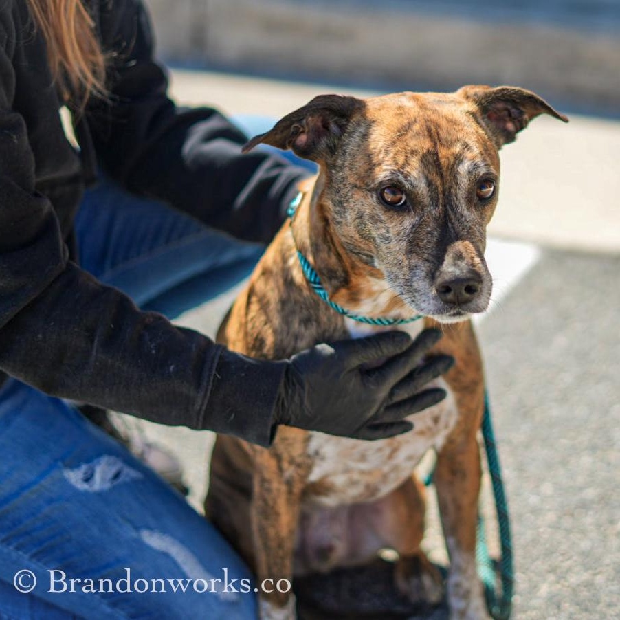 Enlarge Rusty, a ADOPTABLE Mixed Breed in Stafford, VA image 4/4