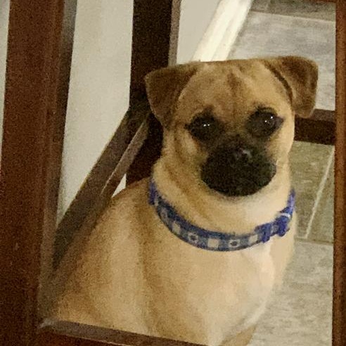 Otis