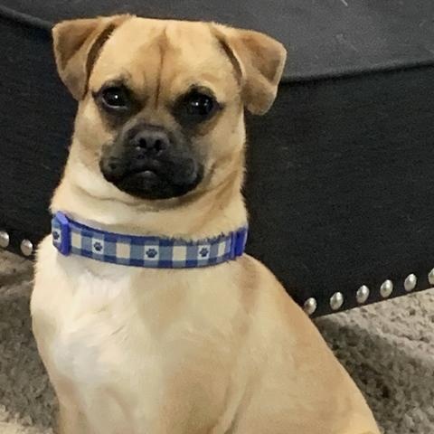 Otis
