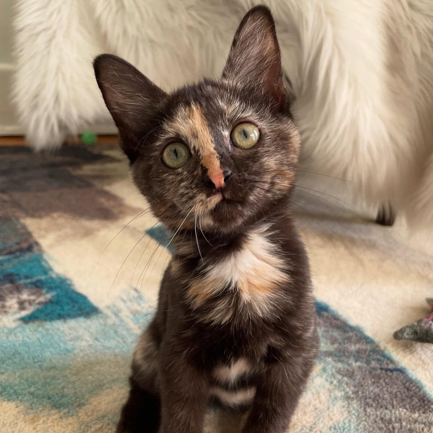 Delilah, Adoptable, Kitten Female Domestic Short Hair.