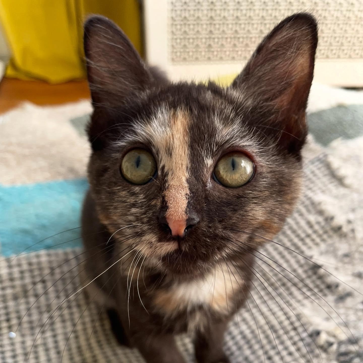 Enlarge Delilah, a Adoptable Domestic Short Hair in Chicago, IL image 3/4