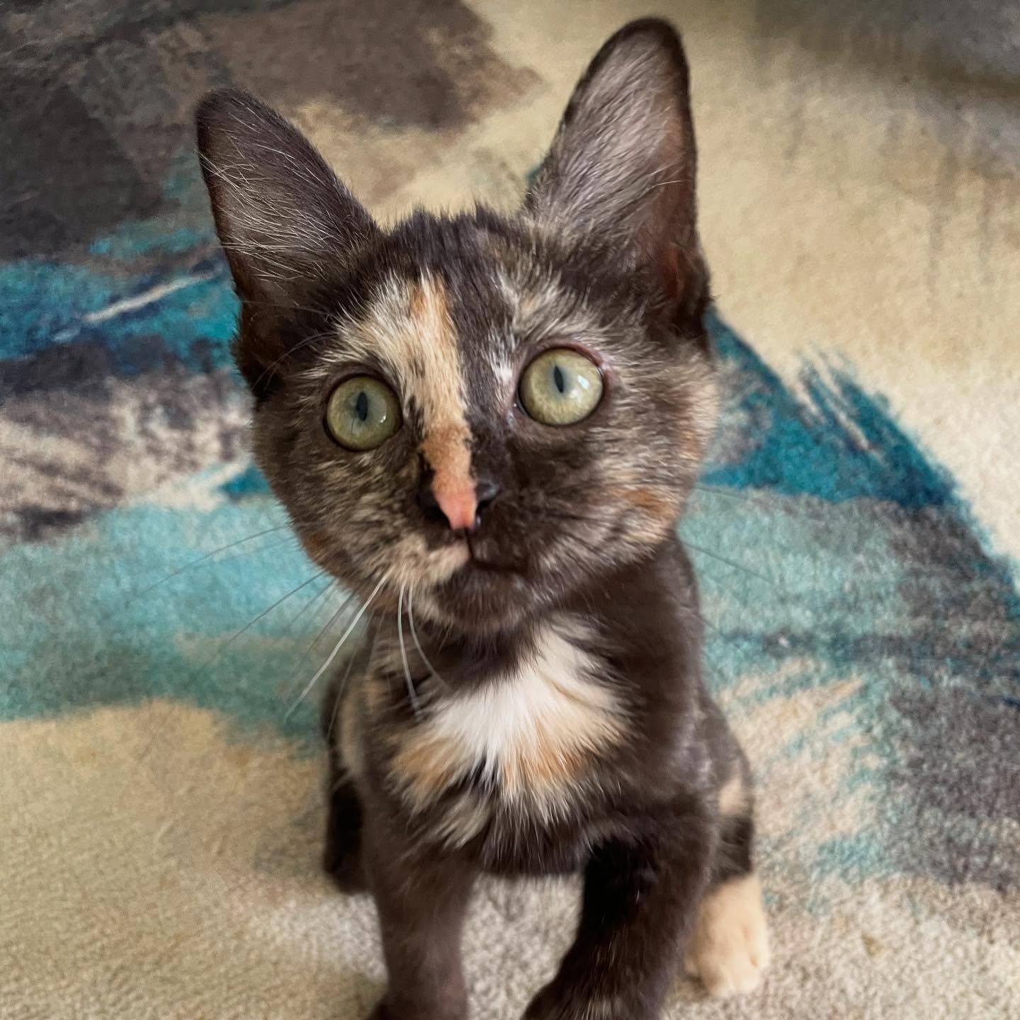 Enlarge Delilah, a Adoptable Domestic Short Hair in Chicago, IL image 4/4