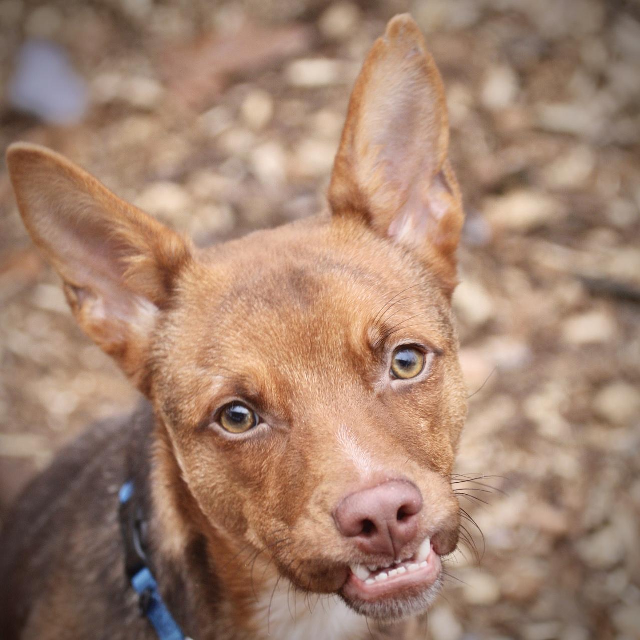 Foxy , ADOPTABLE, Young Female Terrier.