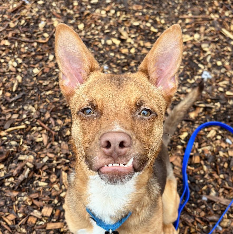 Enlarge Foxy , a ADOPTABLE mixed breed in Briarcliff Manor, NY image 1/5