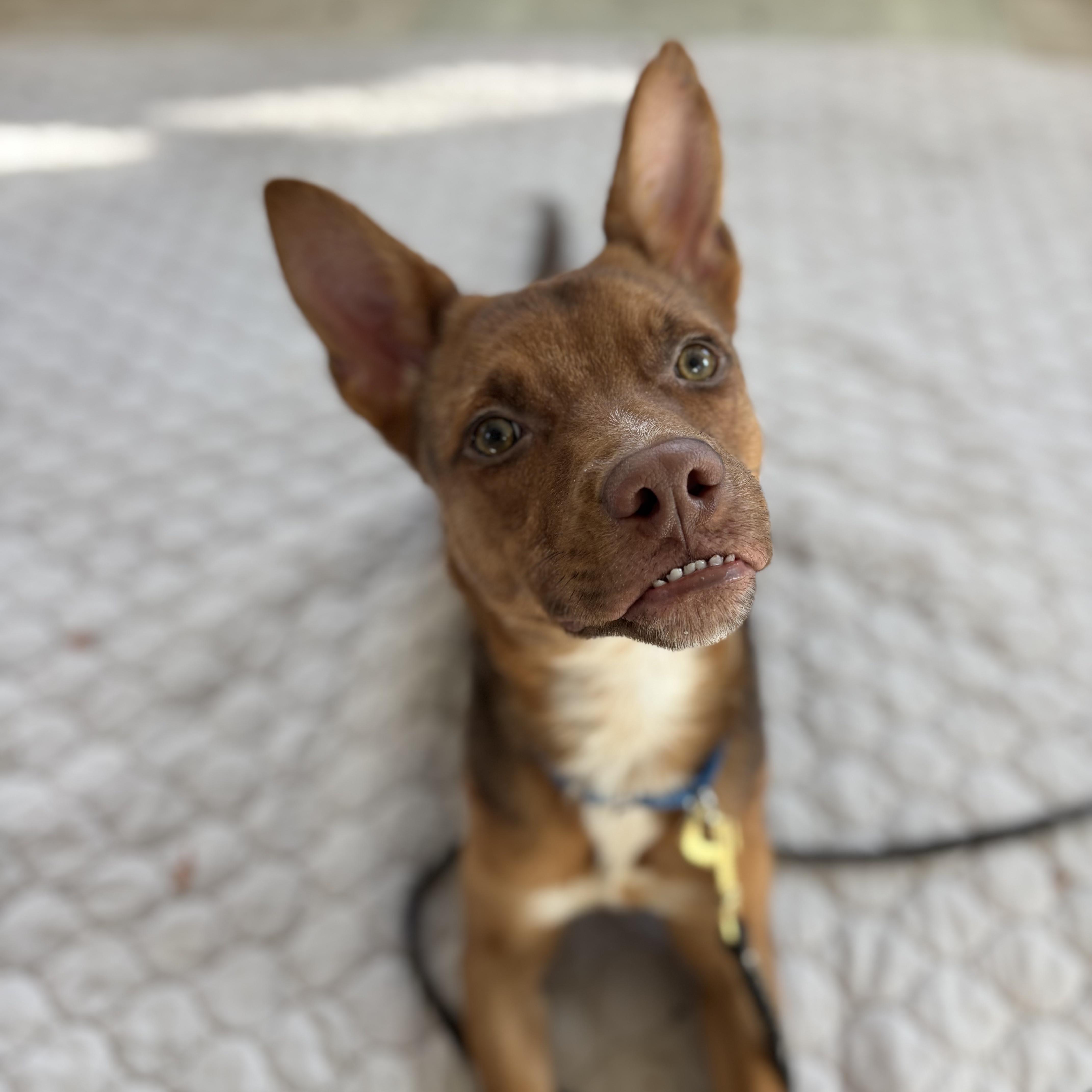 Enlarge Foxy , a ADOPTABLE mixed breed in Briarcliff Manor, NY image 3/4