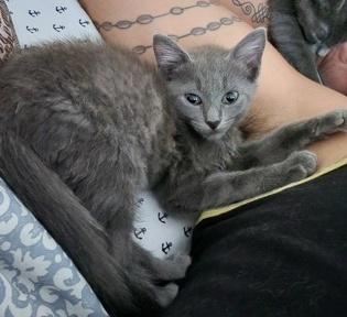 Enlarge Gretel, a Adopted Domestic Short Hair in North Myrtle Beach, SC image 6/6