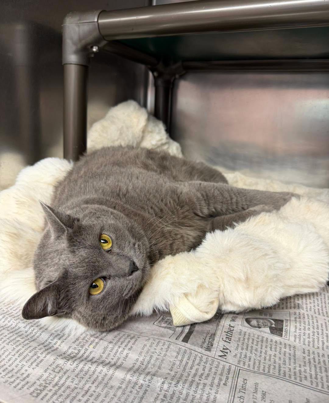 Enlarge Gretel, a Adopted Domestic Short Hair in North Myrtle Beach, SC image 3/6