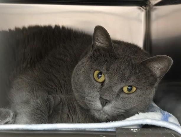 Enlarge Gretel, a Adopted Domestic Short Hair in North Myrtle Beach, SC image 4/6