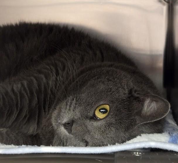 Enlarge Gretel, a Adopted Domestic Short Hair in North Myrtle Beach, SC image 5/6