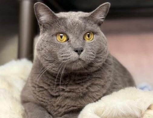 Enlarge Gretel, a Adopted Domestic Short Hair in North Myrtle Beach, SC image 2/6