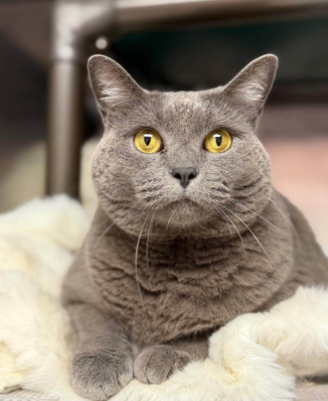 Gretel, Adopted, Adult Female Domestic Short Hair.