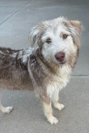 Scrunch, a Adoptable mixed breed in Yukon, OK image 4/5