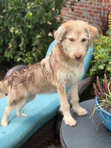 Scrunch, a Adoptable mixed breed in Yukon, OK image 3/5