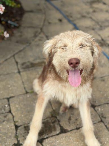 Scrunch, a Adoptable mixed breed in Yukon, OK image 5/5