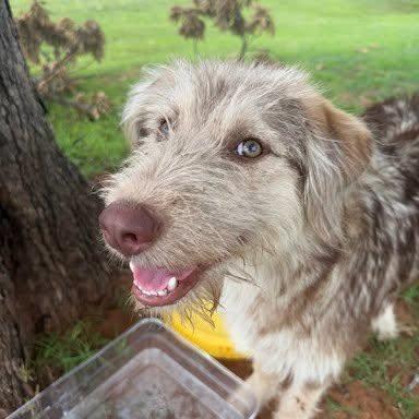 Scrunch, Adoptable, Young Male Aussiedoodle & Terrier.