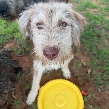 Scrunch, a Adoptable mixed breed in Yukon, OK image 2/5