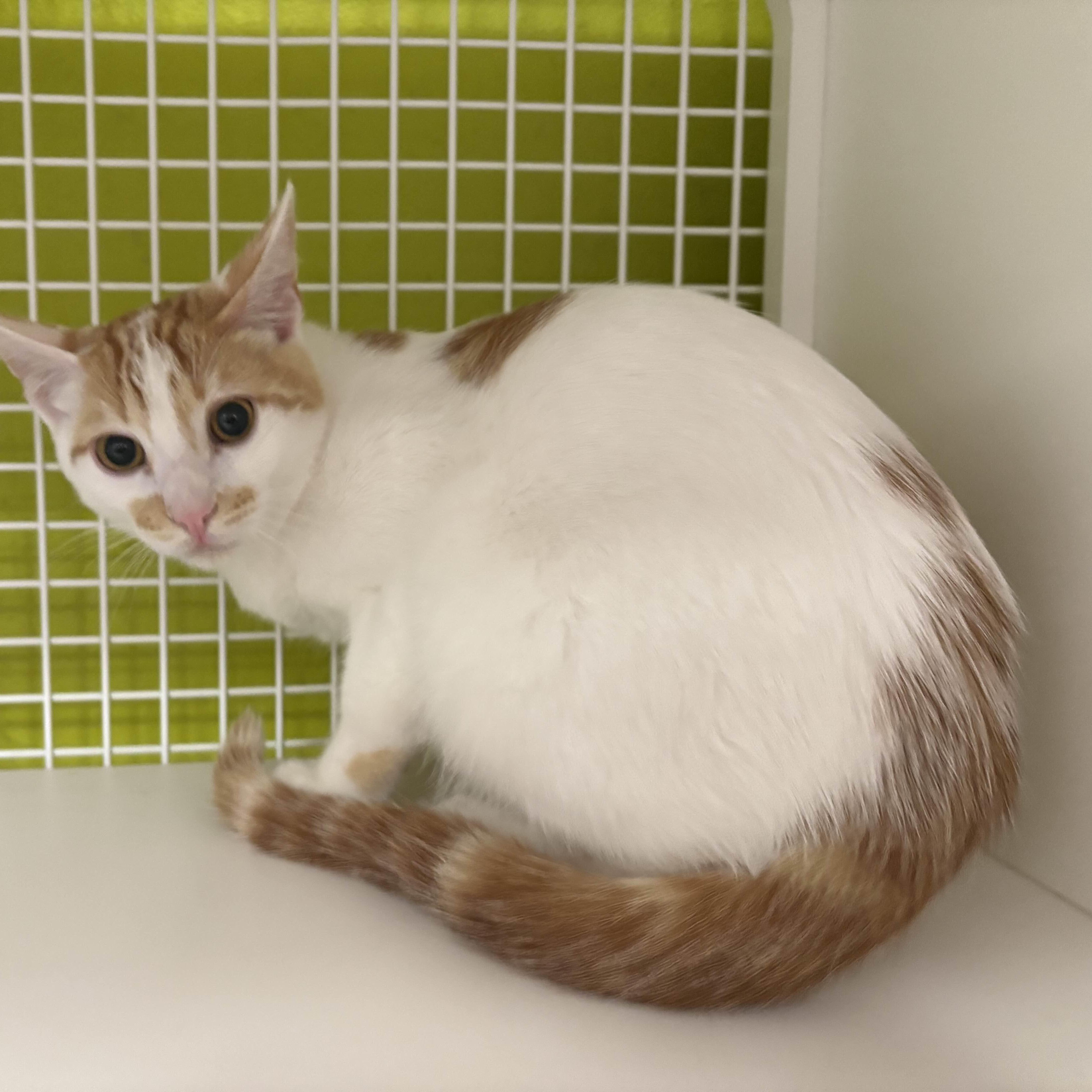 Dave, ADOPTABLE, Kitten Male Domestic Short Hair.