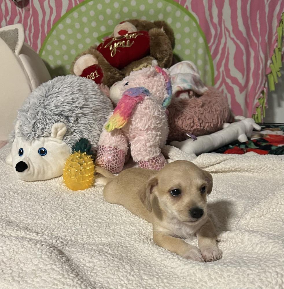 Rooney, Adoptable, Puppy Male Chihuahua.