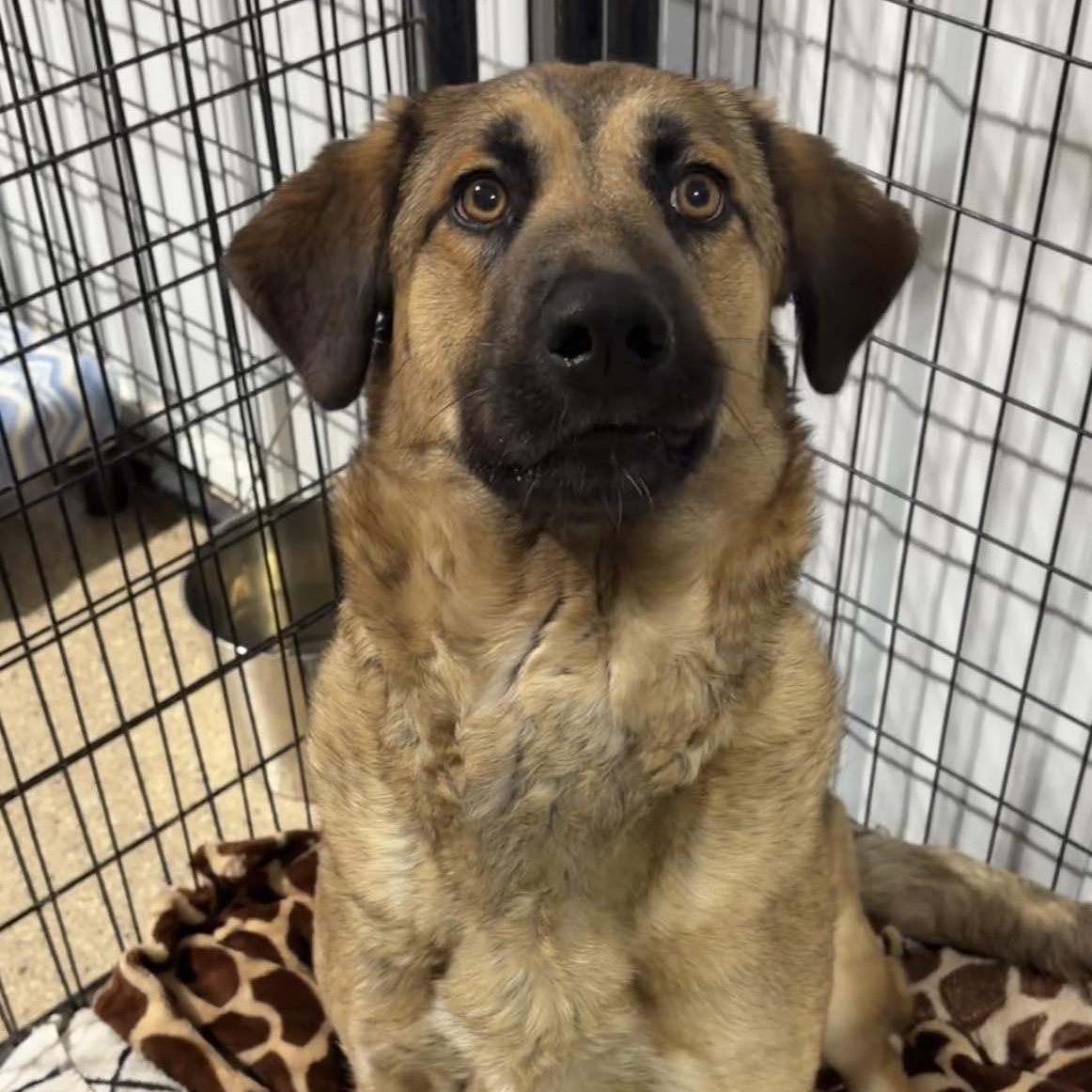 Enlarge Nala, an adoptable Shepherd in Valparaiso, IN image 2/3