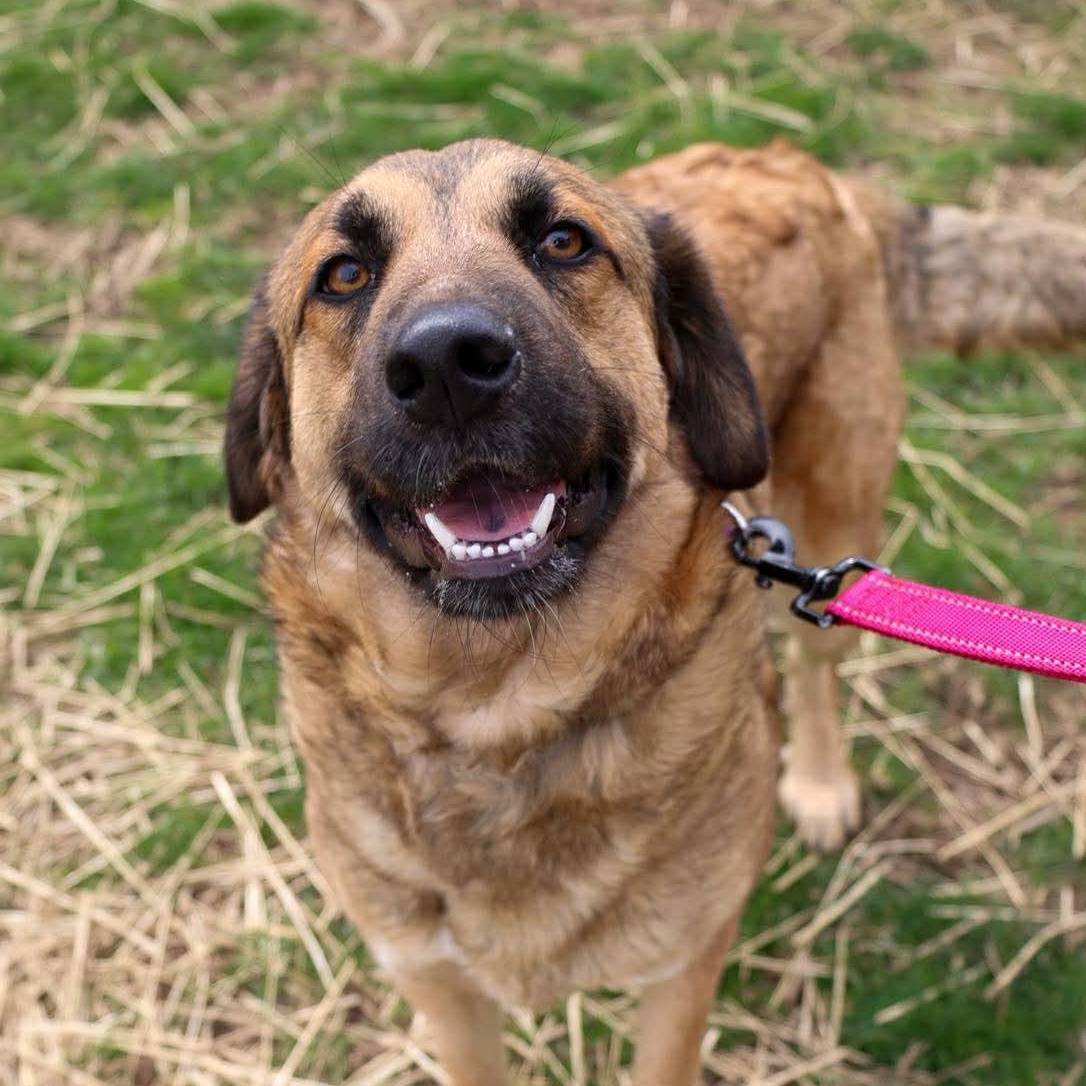 Nala, adoptable, Young Female Shepherd.