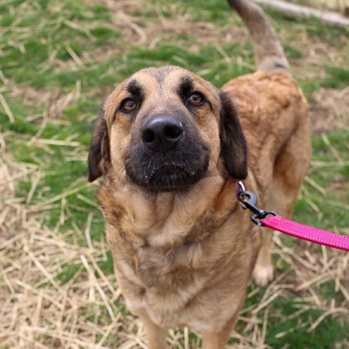 Enlarge Nala, an adoptable Shepherd in Valparaiso, IN image 3/3