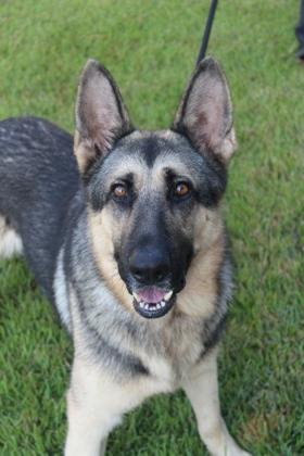 Enlarge Lucky, a Adoptable German Shepherd Dog in Brunswick, GA image 1/2