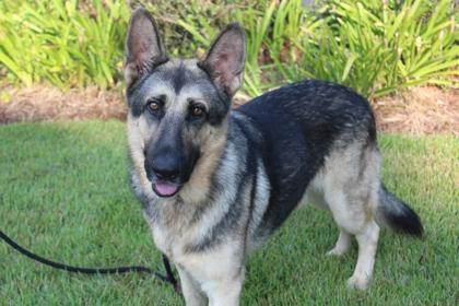 Enlarge Lucky, a Adoptable German Shepherd Dog in Brunswick, GA image 2/2