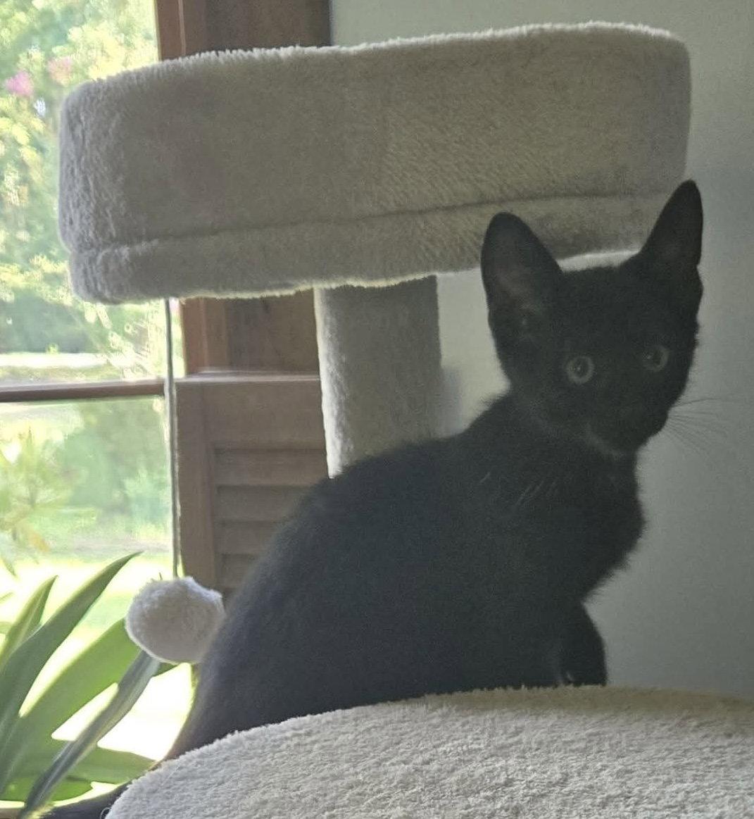 Bub: Not at shelter (Debra F), Adoptable, Kitten Male Domestic Short Hair.