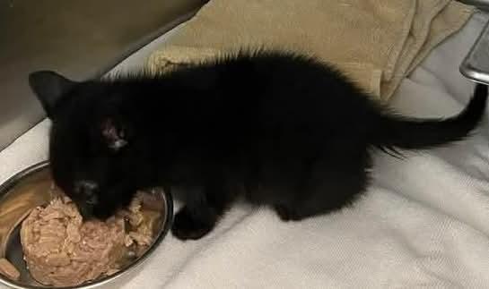 Enlarge Bub: Not at shelter (Debra F), a Adoptable Domestic Short Hair in Rustburg, VA image 2/3