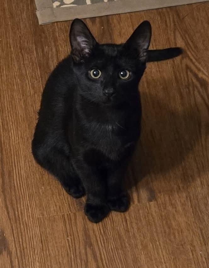 Enlarge Bub: Not at shelter (Debra F), a Adoptable Domestic Short Hair in Rustburg, VA image 3/3