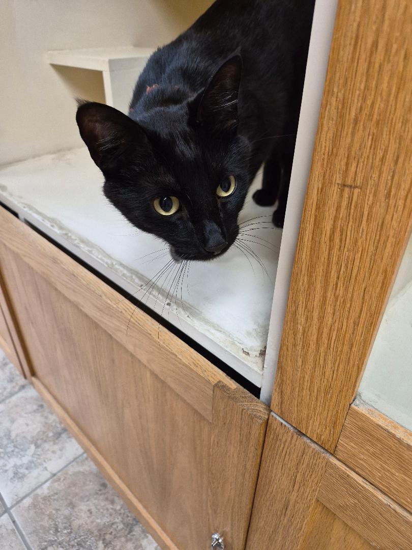 Jiji, a ADOPTABLE Domestic Short Hair in Hays, KS image 5/6
