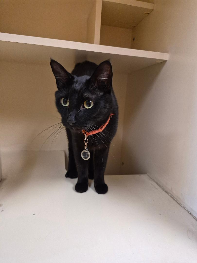 Jiji, a ADOPTABLE Domestic Short Hair in Hays, KS image 2/6