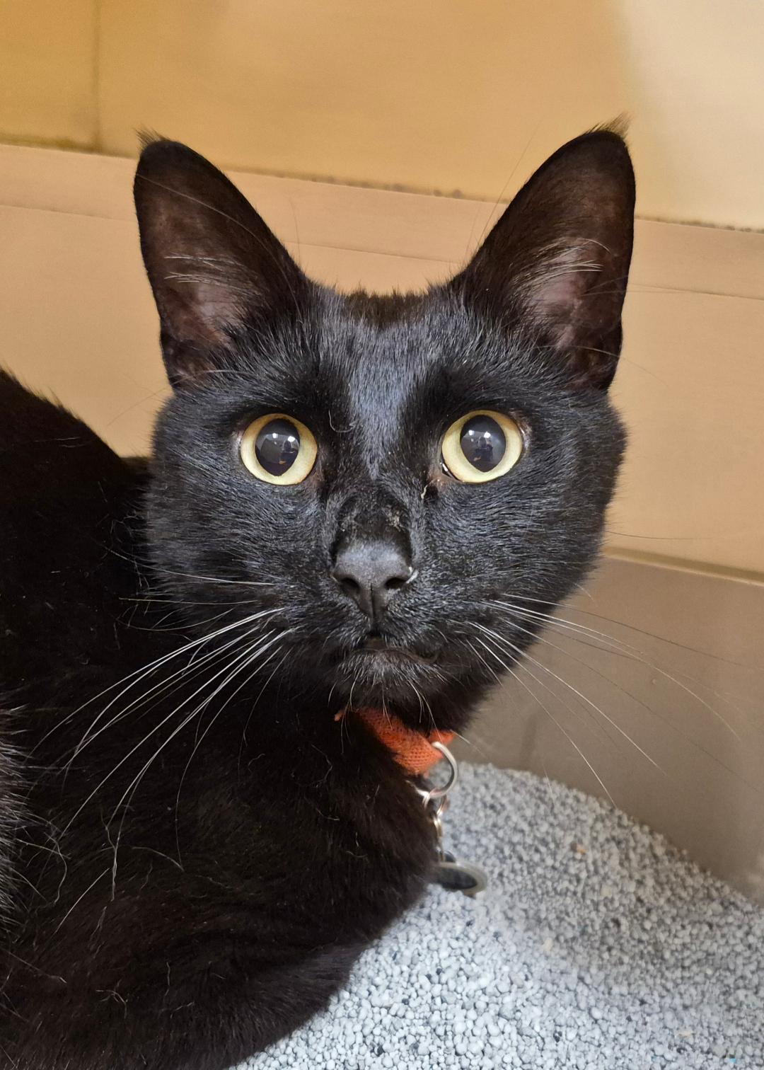 Jiji, a ADOPTABLE Domestic Short Hair in Hays, KS image 1/6