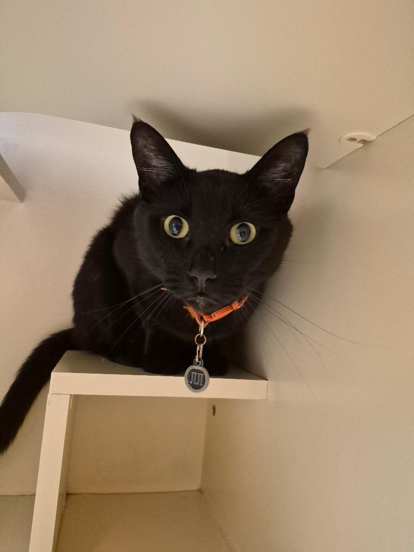 Jiji, a ADOPTABLE Domestic Short Hair in Hays, KS image 3/6