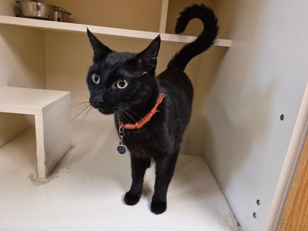 Jiji, a ADOPTABLE Domestic Short Hair in Hays, KS image 4/6