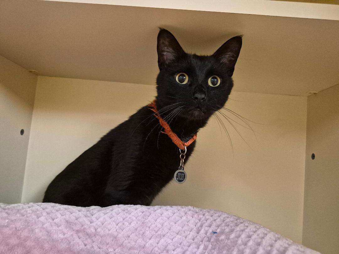Jiji, a ADOPTABLE Domestic Short Hair in Hays, KS image 6/6