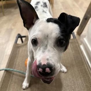 Enlarge Louie, a Adoptable mixed breed in Indianapolis, IN image 1/3