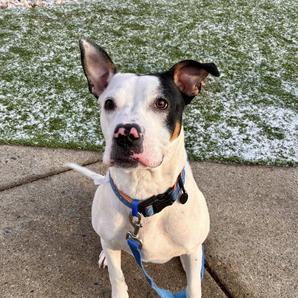 Enlarge Louie, a Adoptable mixed breed in Indianapolis, IN image 3/3