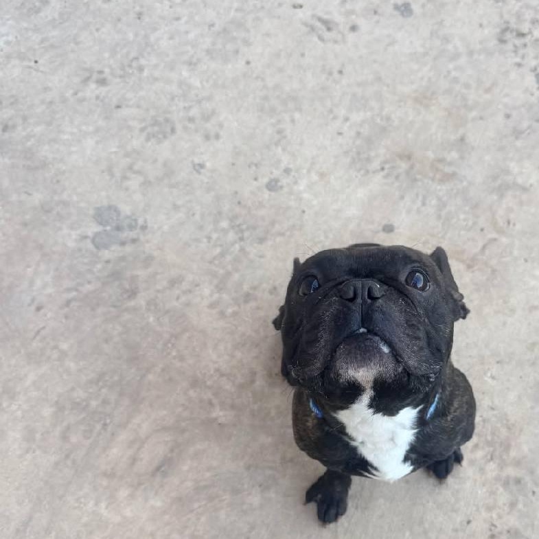Koi, adopted, Adult Male French Bulldog.