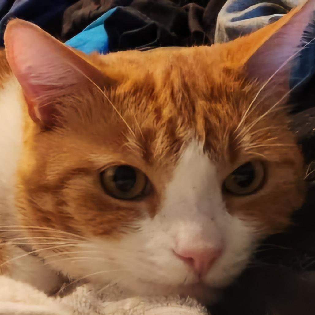 Pumpkin, Adoptable, Adult Male Domestic Short Hair.