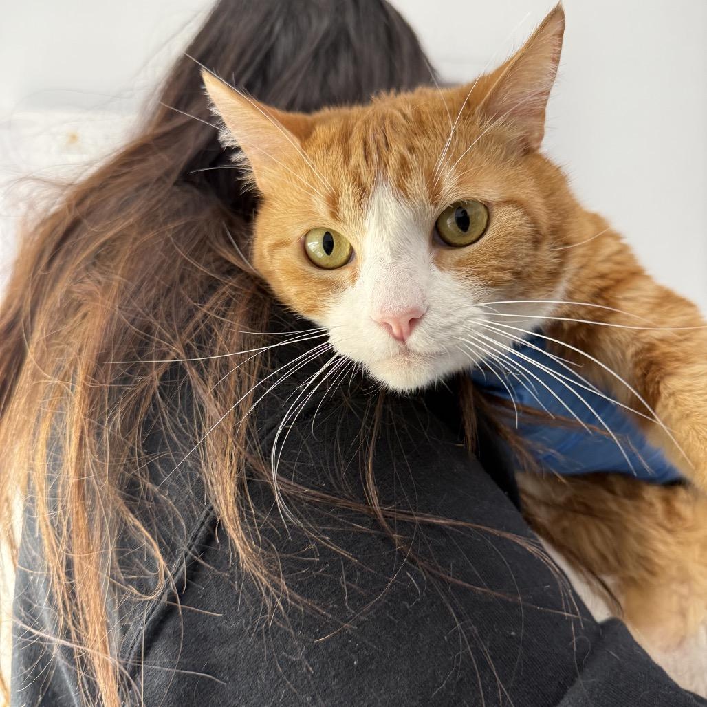 Pumpkin, a Adoptable Domestic Short Hair in Mission Hills, CA image 2/5