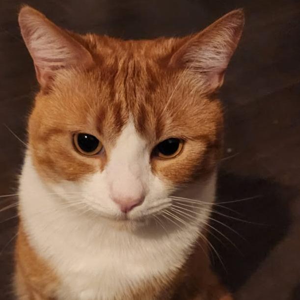 Pumpkin, a Adoptable Domestic Short Hair in Mission Hills, CA image 3/5