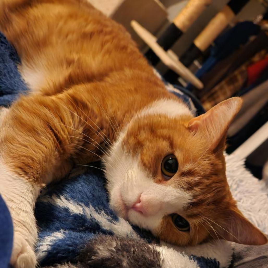 Pumpkin, a Adoptable Domestic Short Hair in Mission Hills, CA image 4/5