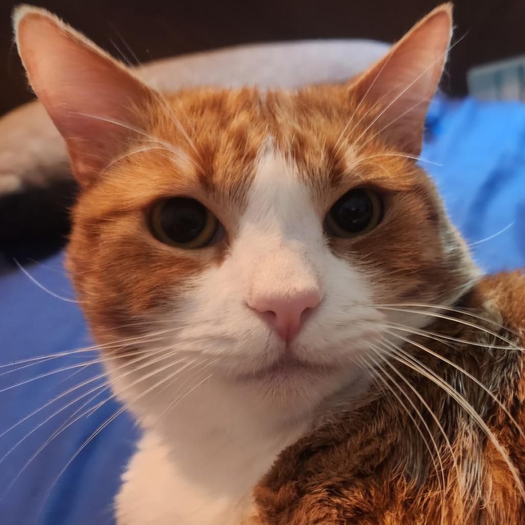 Pumpkin, a Adoptable Domestic Short Hair in Mission Hills, CA image 5/5