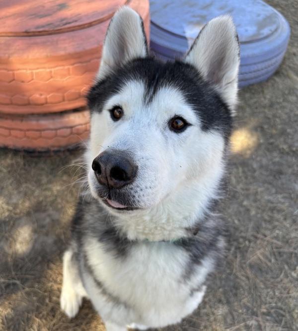 Guapo, Adoptable, Adult Male Siberian Husky.