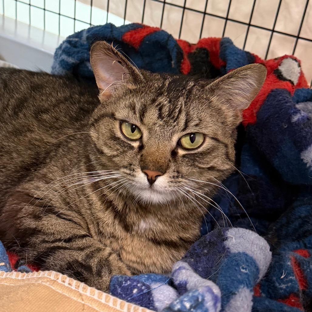 Pearl, Adoptable, Adult Female Domestic Short Hair & Mixed Breed.