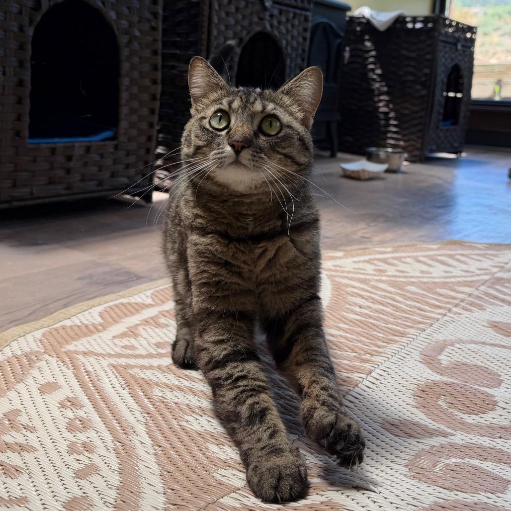 Pearl, a Adoptable mixed breed in Durango, CO image 3/4