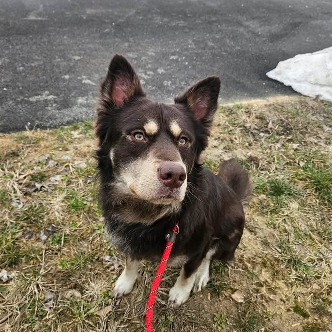 Lincoln, a ADOPTABLE mixed breed in Shepherdsville, KY image 5/6